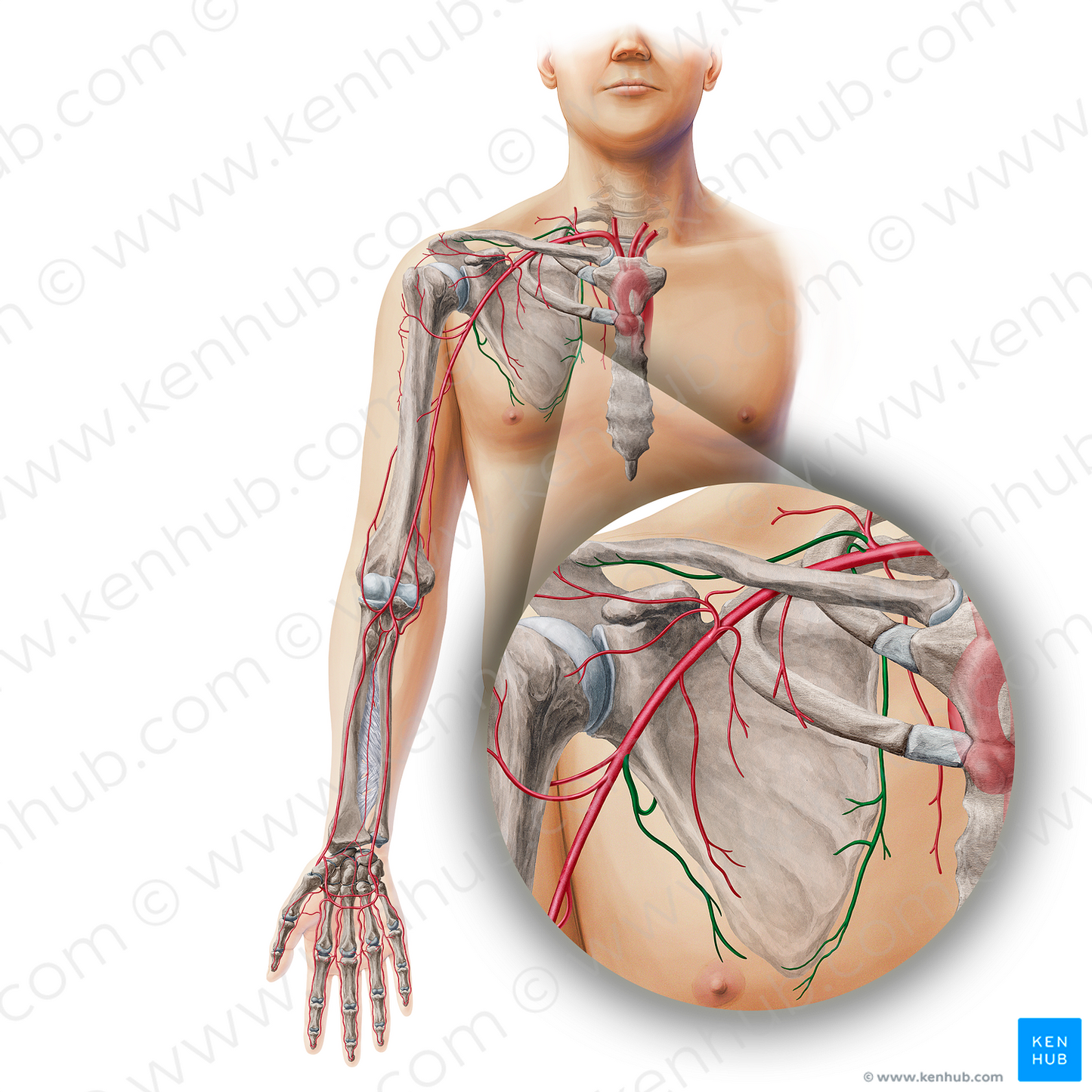 Scapular anastomosis (#19337)