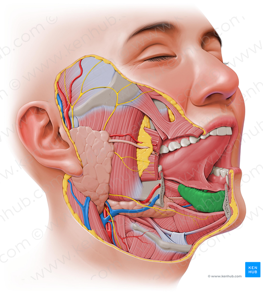 Sublingual gland (#4109)