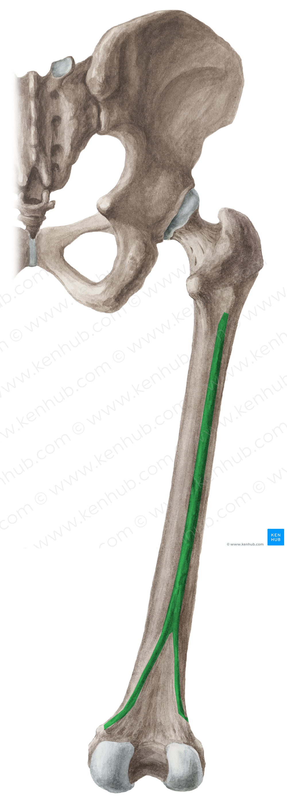 Linea aspera of femur (#4700)