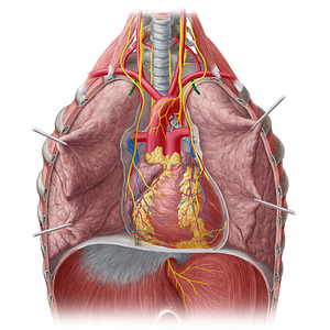 Internal thoracic artery (#1914)