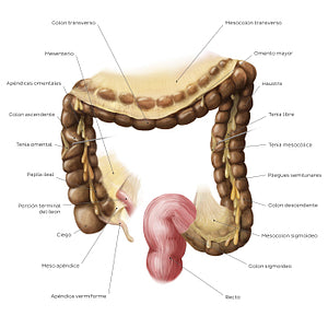 Large intestine (Spanish)