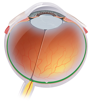 Optic part of retina (#7747)