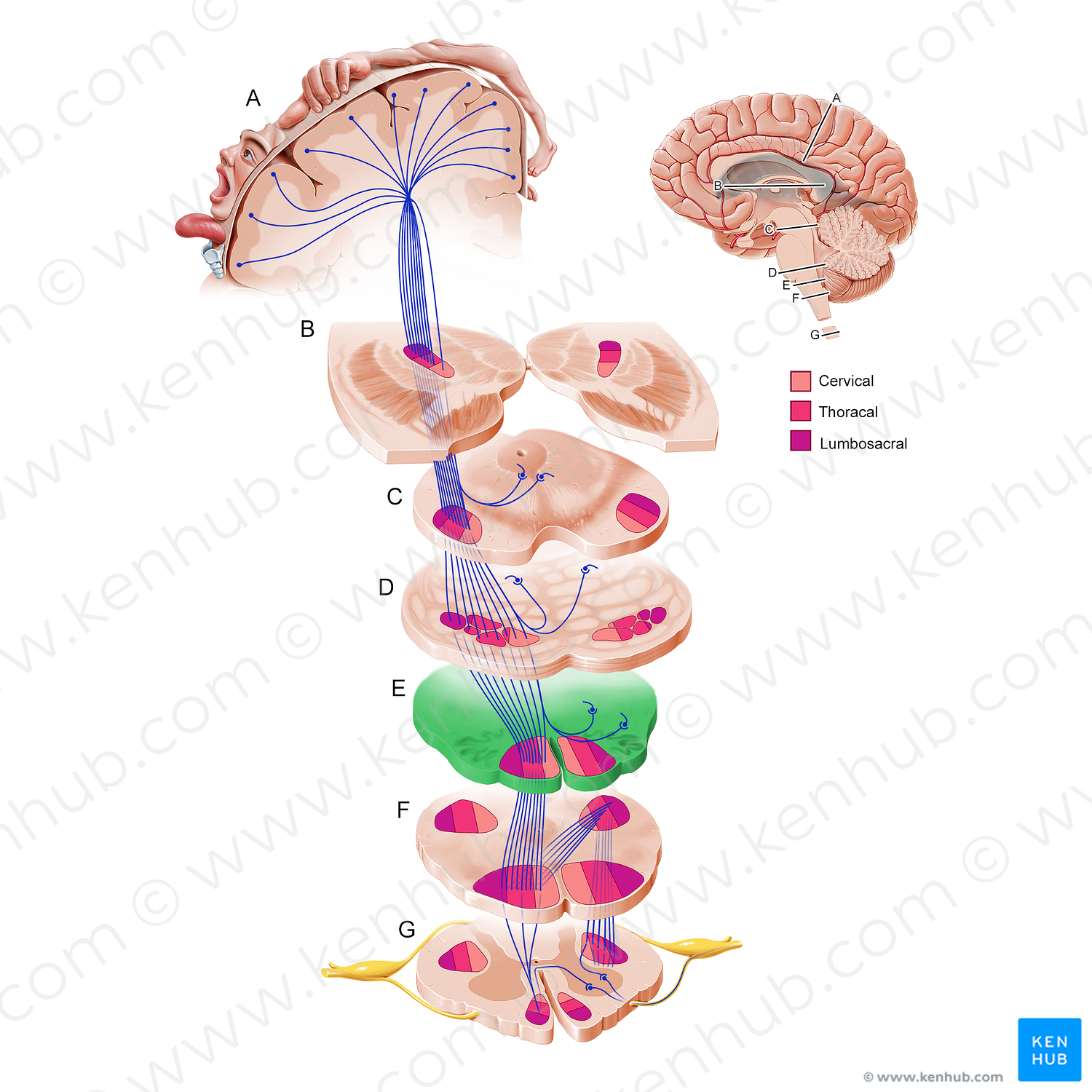 Superior medulla oblongata (#11216)