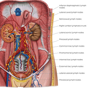 Lymphatics of the urinary organs (English)