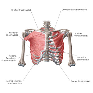 Muscles of thoracic wall (Anterior view) (German)