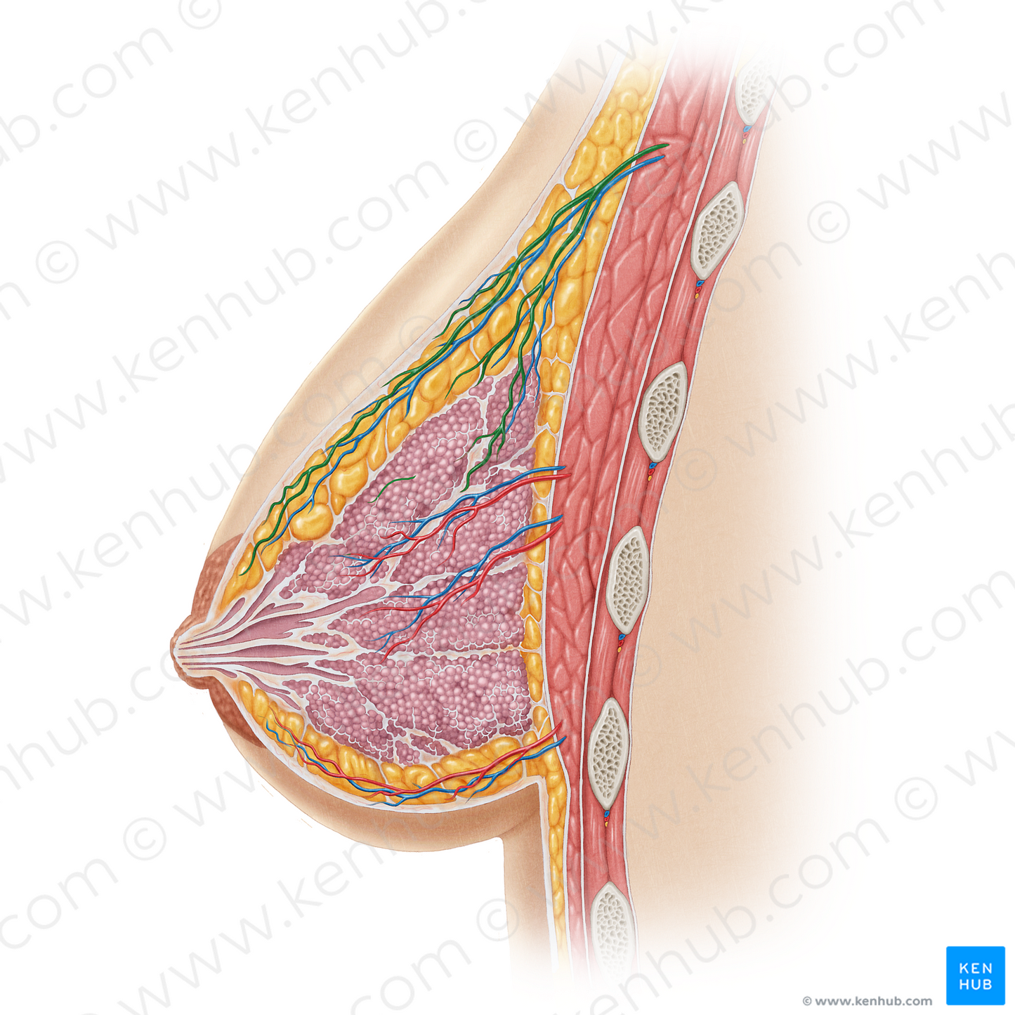 Lateral mammary branches of lateral thoracic artery (#19630)