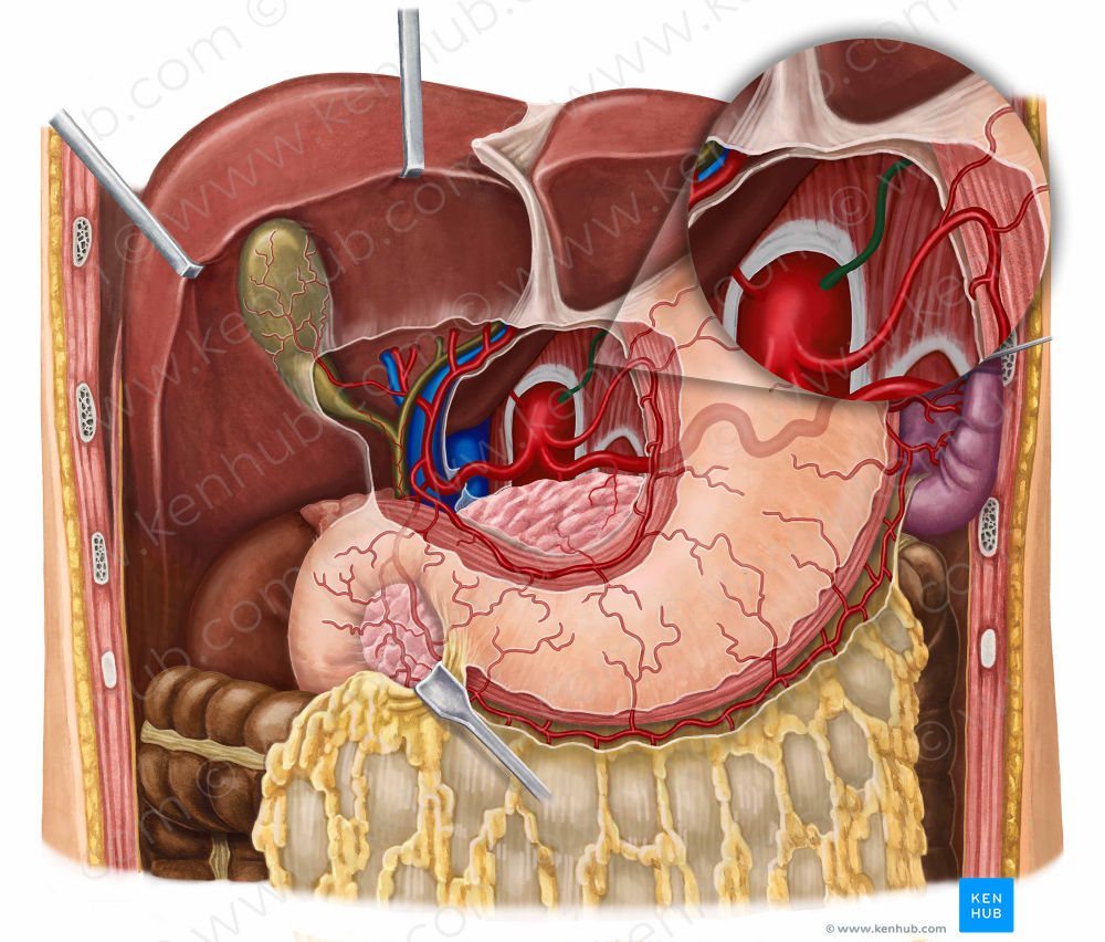 Left inferior phrenic artery (#1182)
