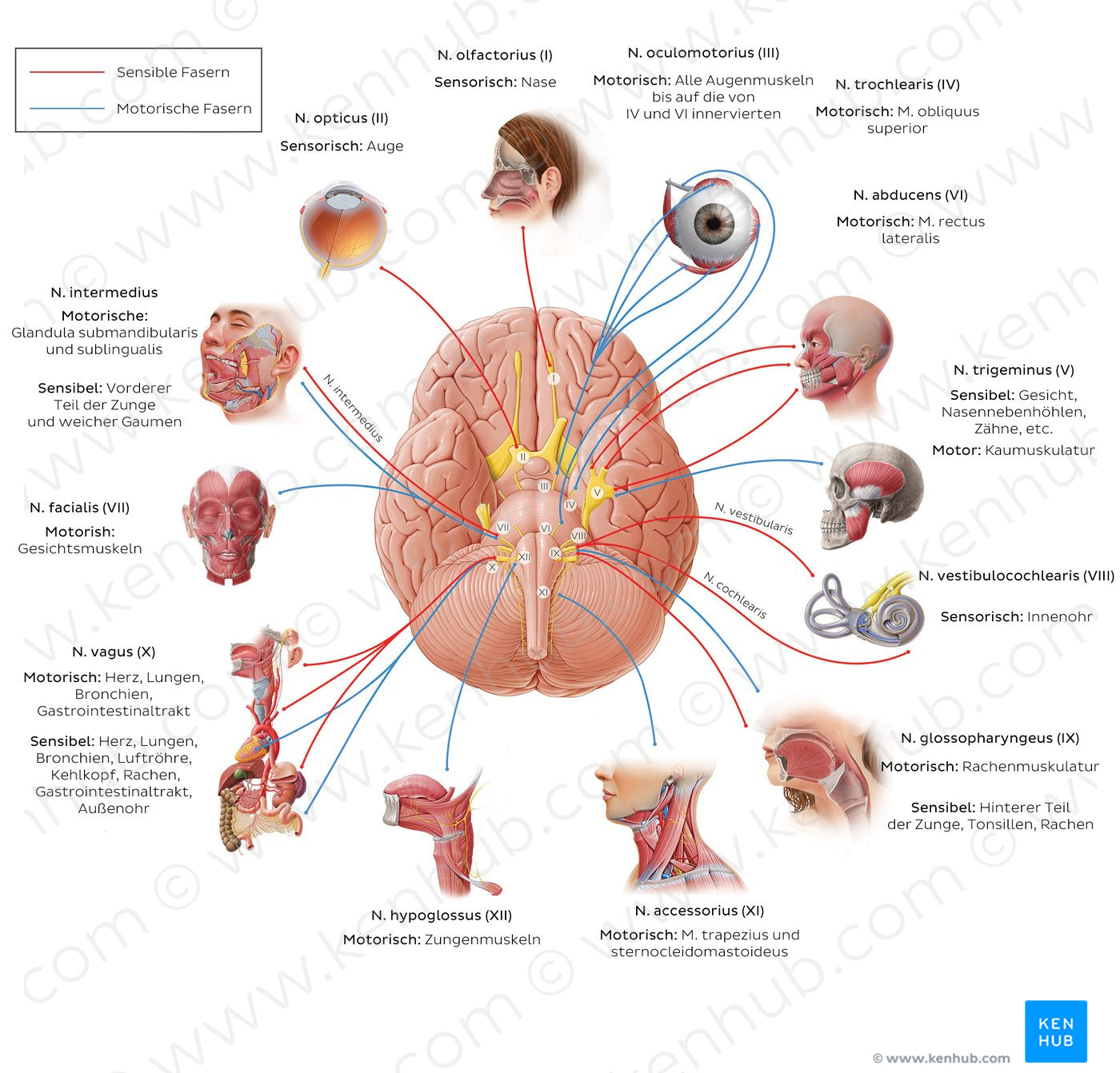 12 cranial nerves (diagram) (German)