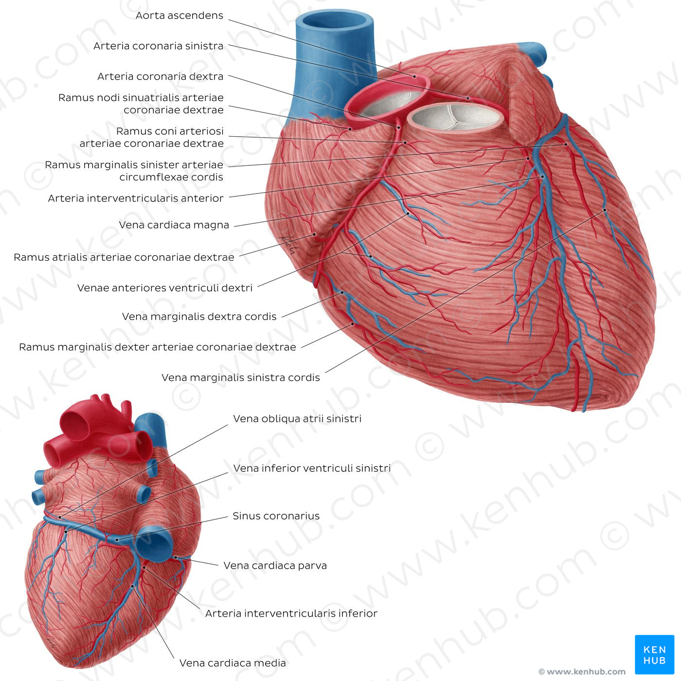 Coronary arteries and cardiac veins (Latin)