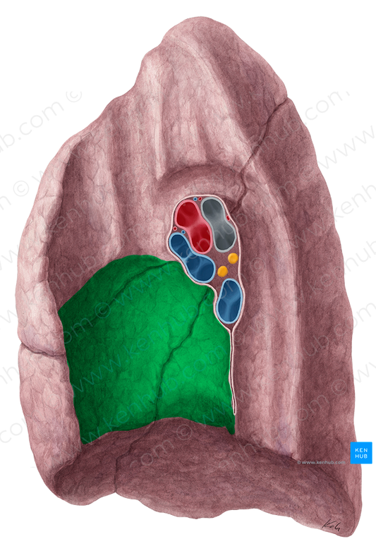 Cardiac impression of right lung (#4270)