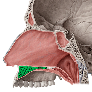 Palatine process of maxilla (#8233)