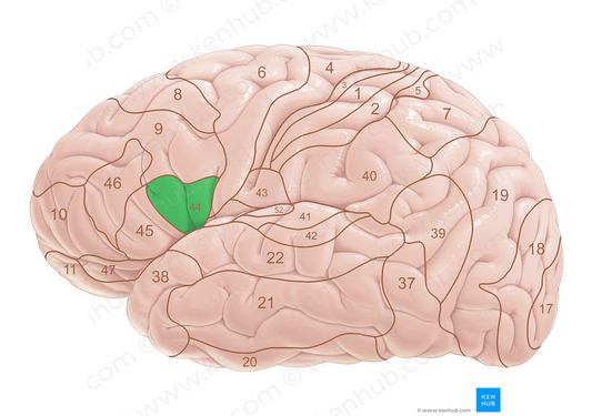 Brodmann area 44 (#18057)
