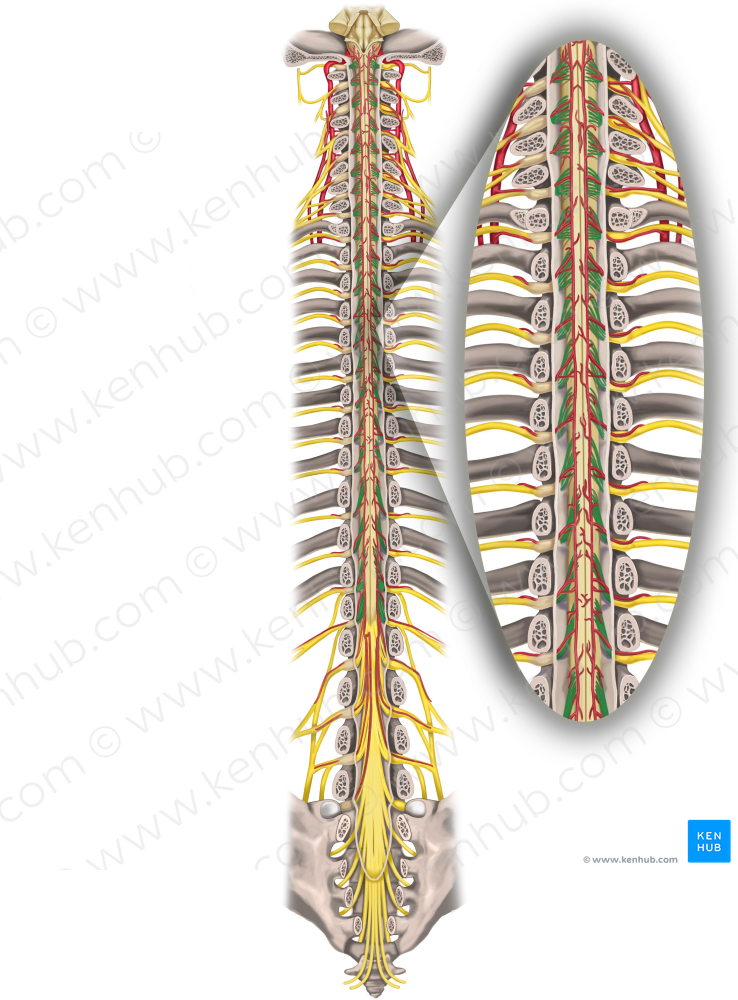 Posterior roots of spinal nerves (#8425)