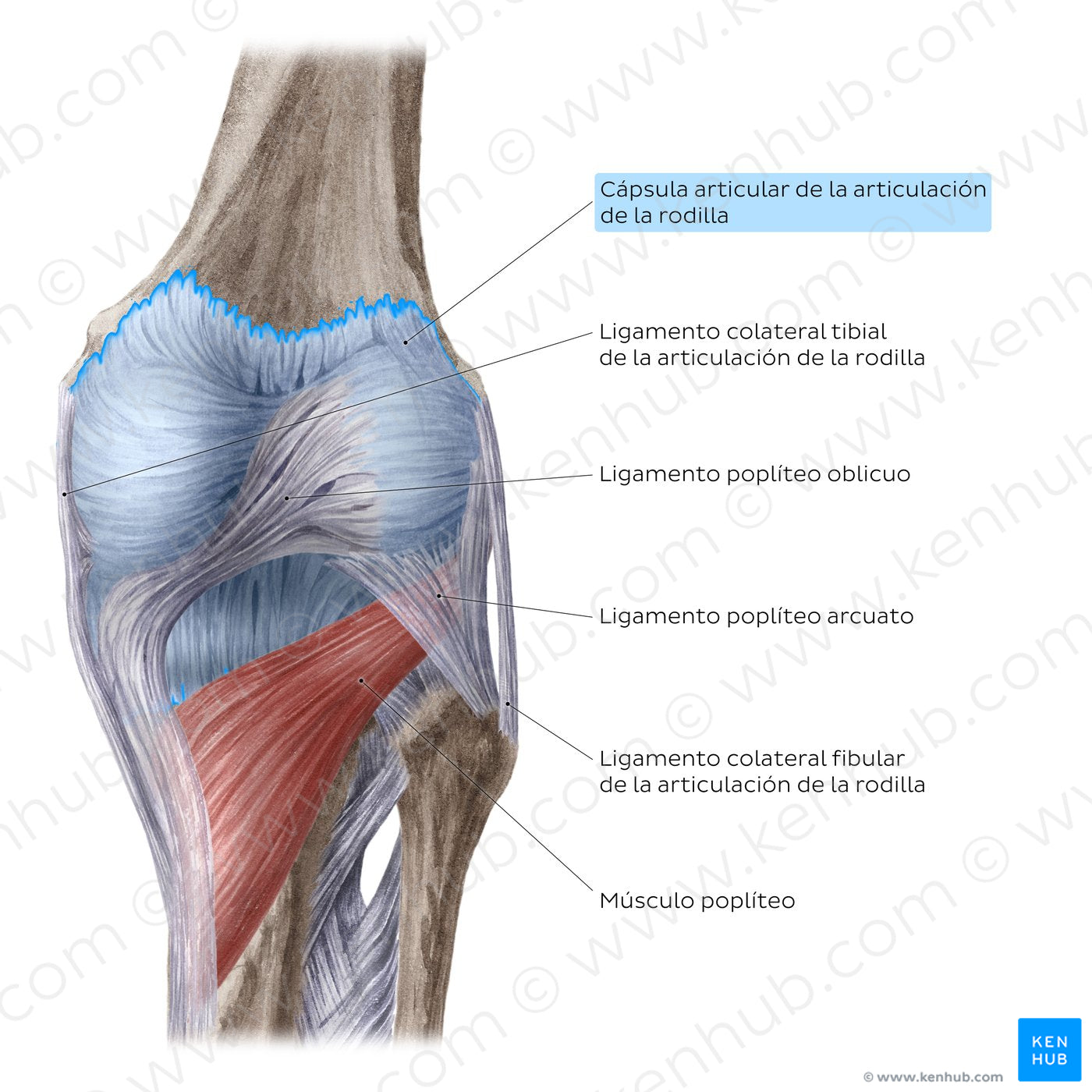Knee joint: Extracapsular ligaments and popliteus muscle (posterior view) (Spanish)