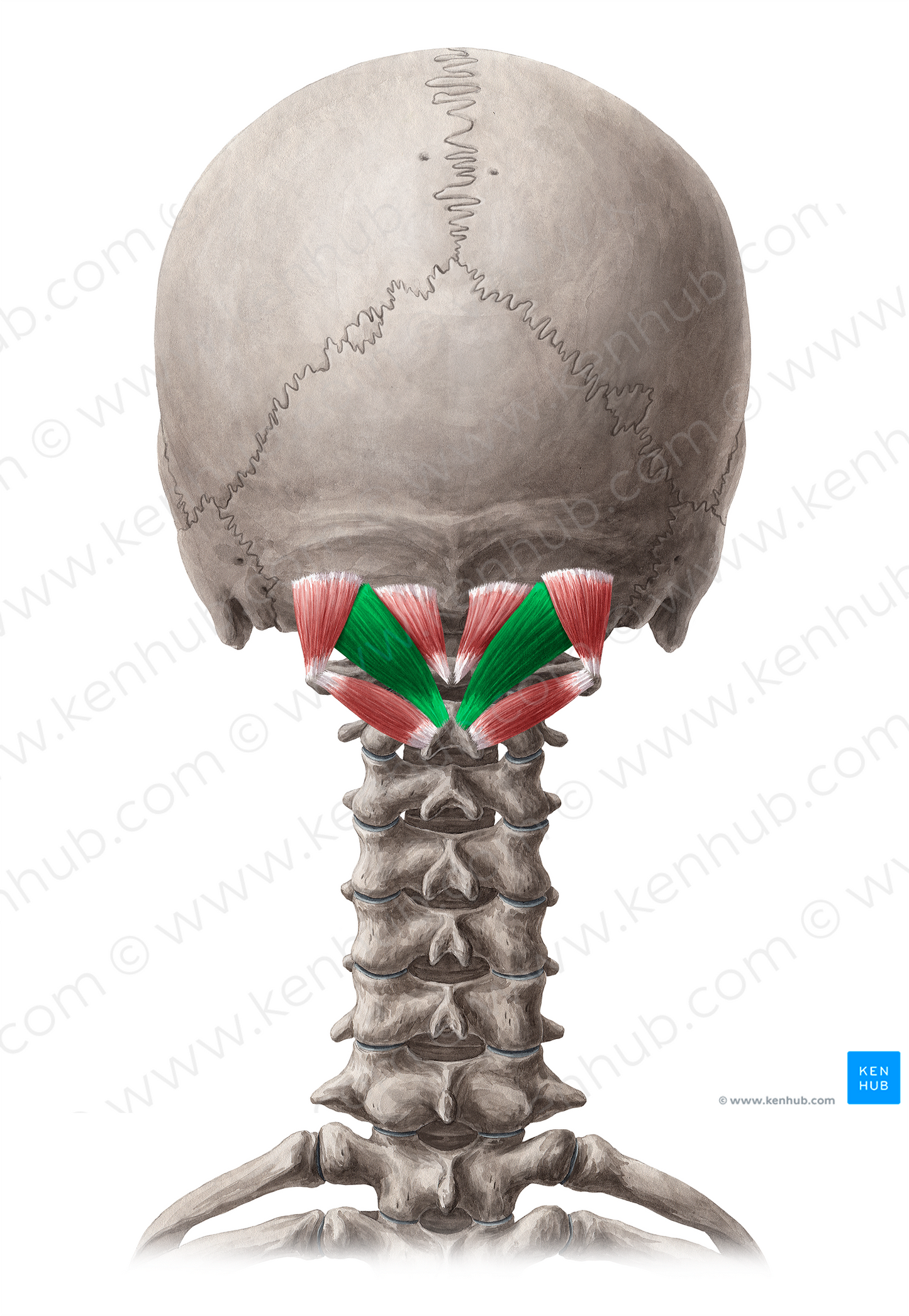 Rectus capitis posterior major muscle (#5843)