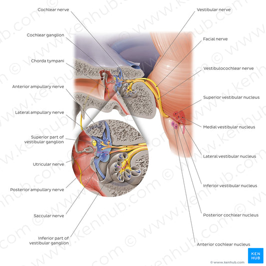 Vestibulocochlear nerve (English)