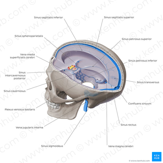 Dural venous sinuses - Sagittal section (Latin)