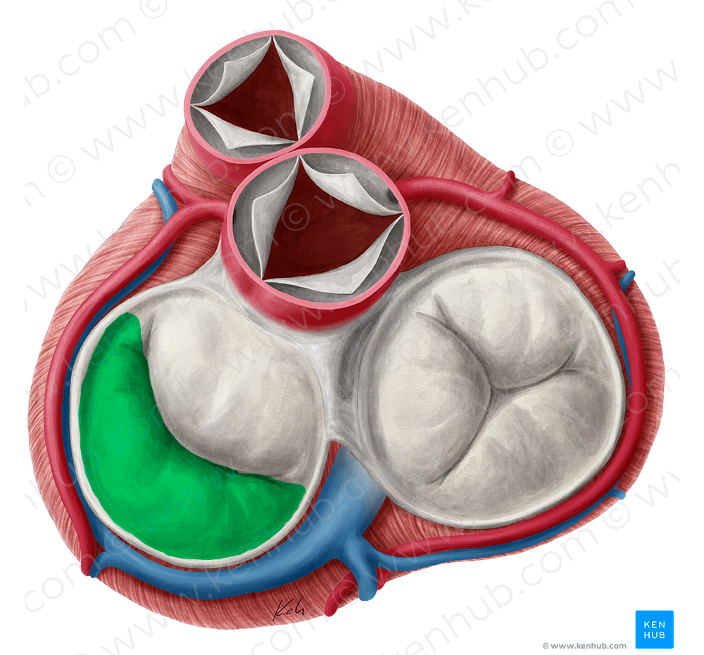Posterior leaflet of left atrioventricular valve (#3183)