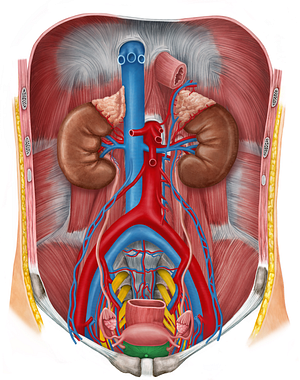 Urinary bladder (#10815)