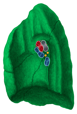 Right lung (#8398)