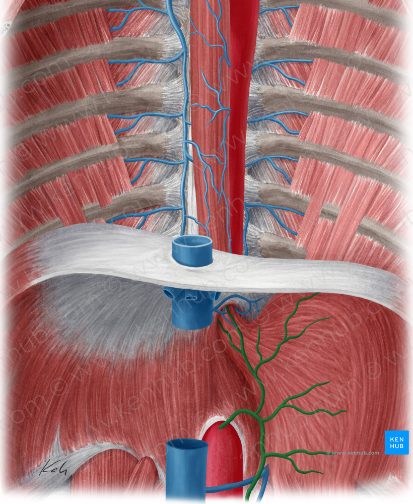 Left gastric vein (#10248)