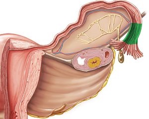 Infundibulum of uterine tube (#4312)