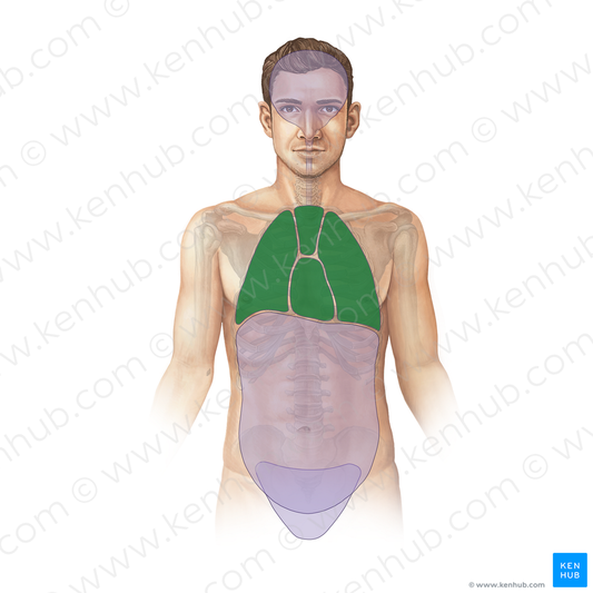 Thoracic cavity (#11703)