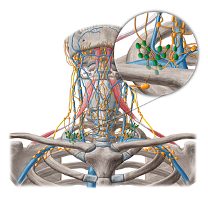 Supraclavicular lymph nodes (#6948)