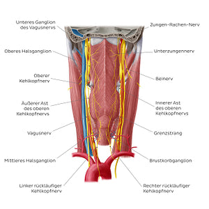 Nerves of the pharynx (German)
