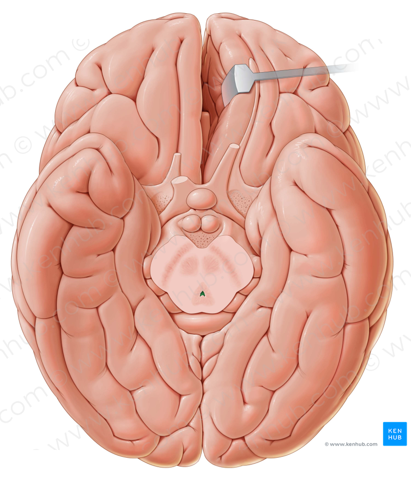 Cerebral aqueduct (#805)