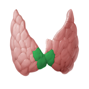 Isthmus of thyroid gland (#14109)