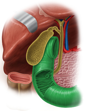 Duodenum (#3362)