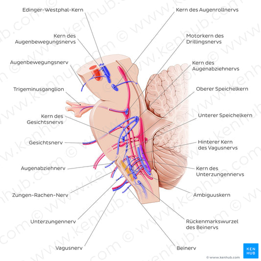 Cranial nerve nuclei - sagittal view (efferent) (German)