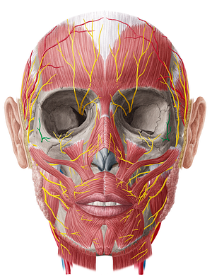 Zygomaticofacial nerve (#6912)