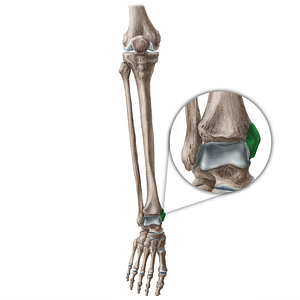 Medial malleolus of tibia (#4892)