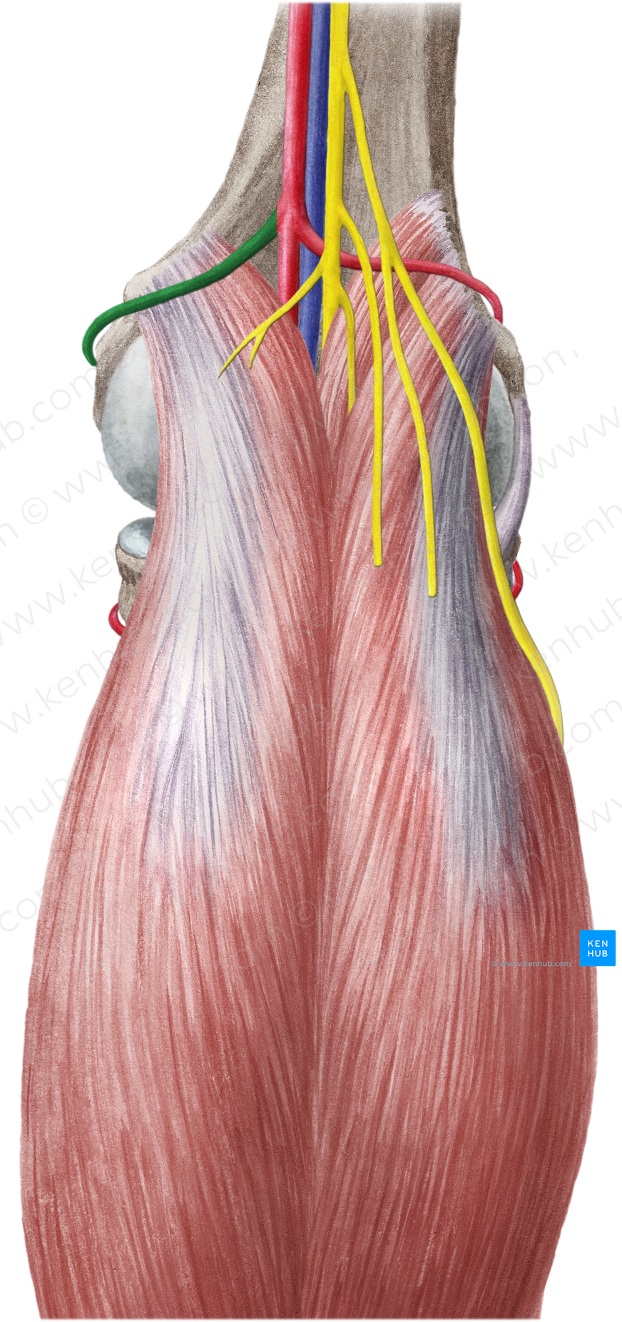 Superior medial genicular artery (#1856)