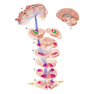 Lateral segment of globus pallidus (#19261)