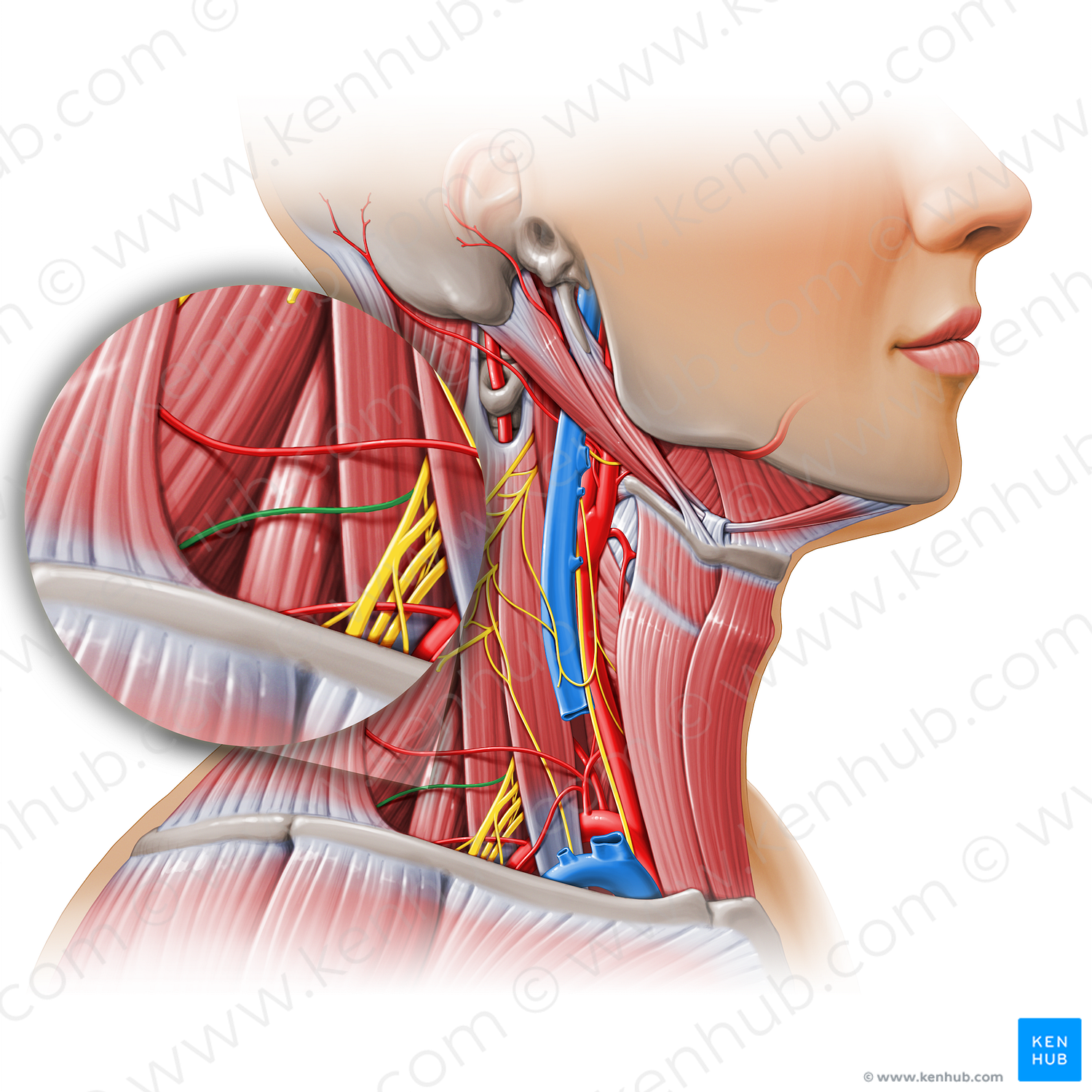 Suprascapular nerve (#11153)