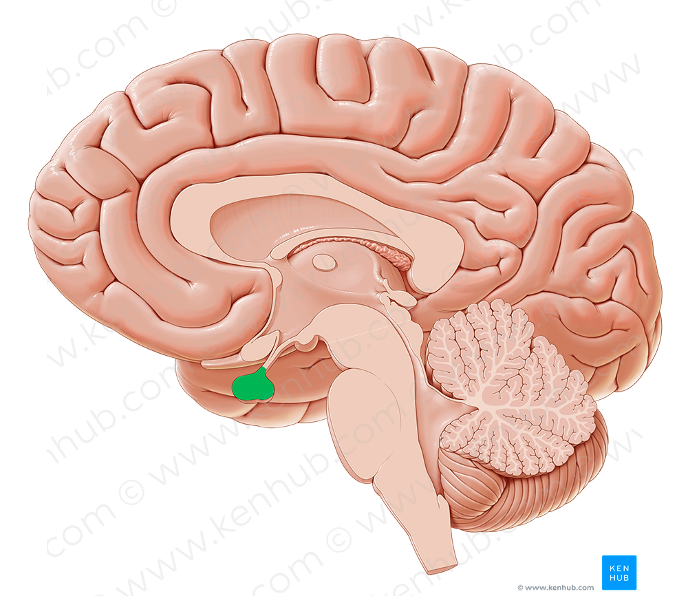 Pituitary gland (#4095)