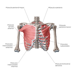 Muscles of thoracic wall (Anterior view) (Spanish)