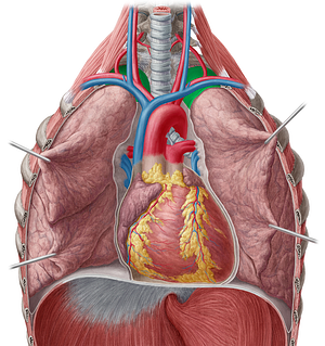 Cervical part of parietal pleura (#7683)