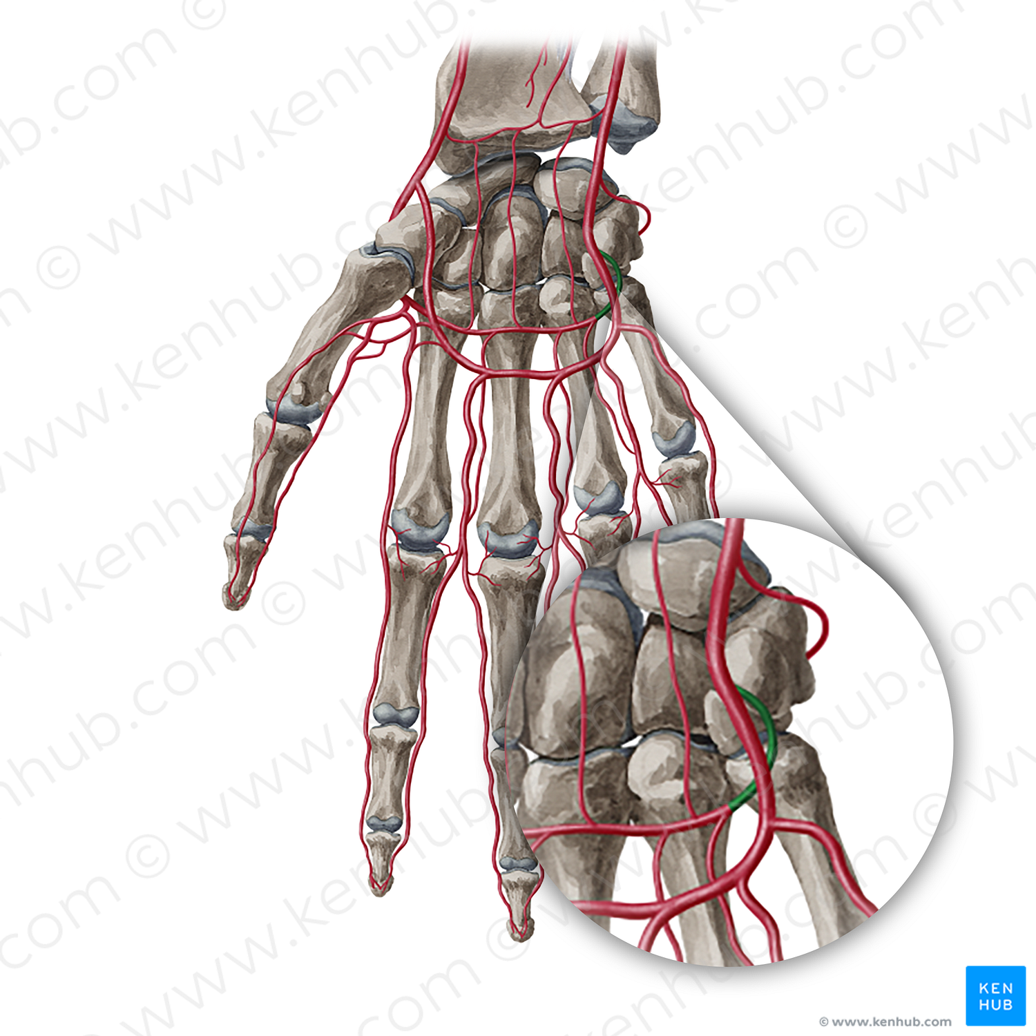 Deep palmar branch of ulnar artery (#20383)