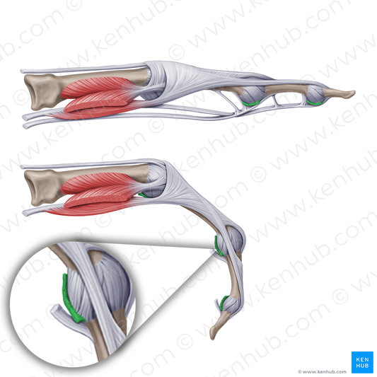 Palmar ligament (#19018)