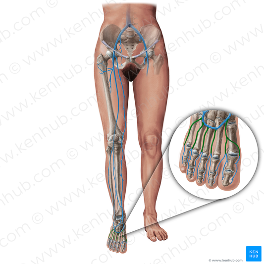 Metatarsal veins (#19424)