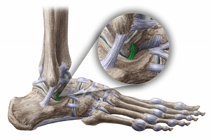 Lateral talocalcaneal ligament (#11483)