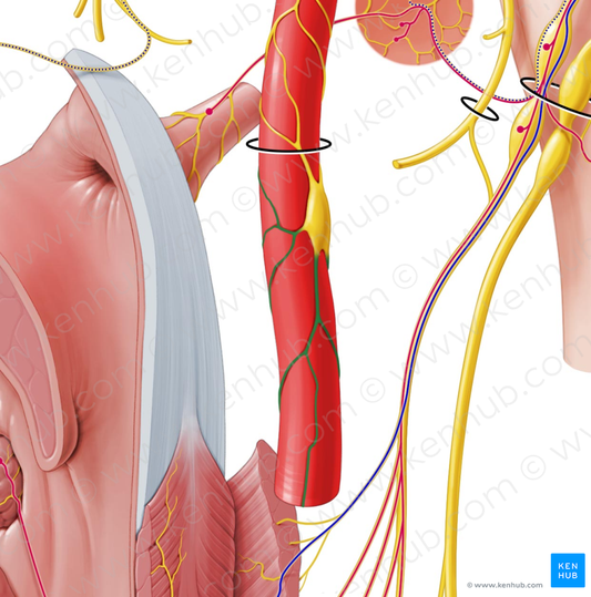 External carotid plexus (#7965)