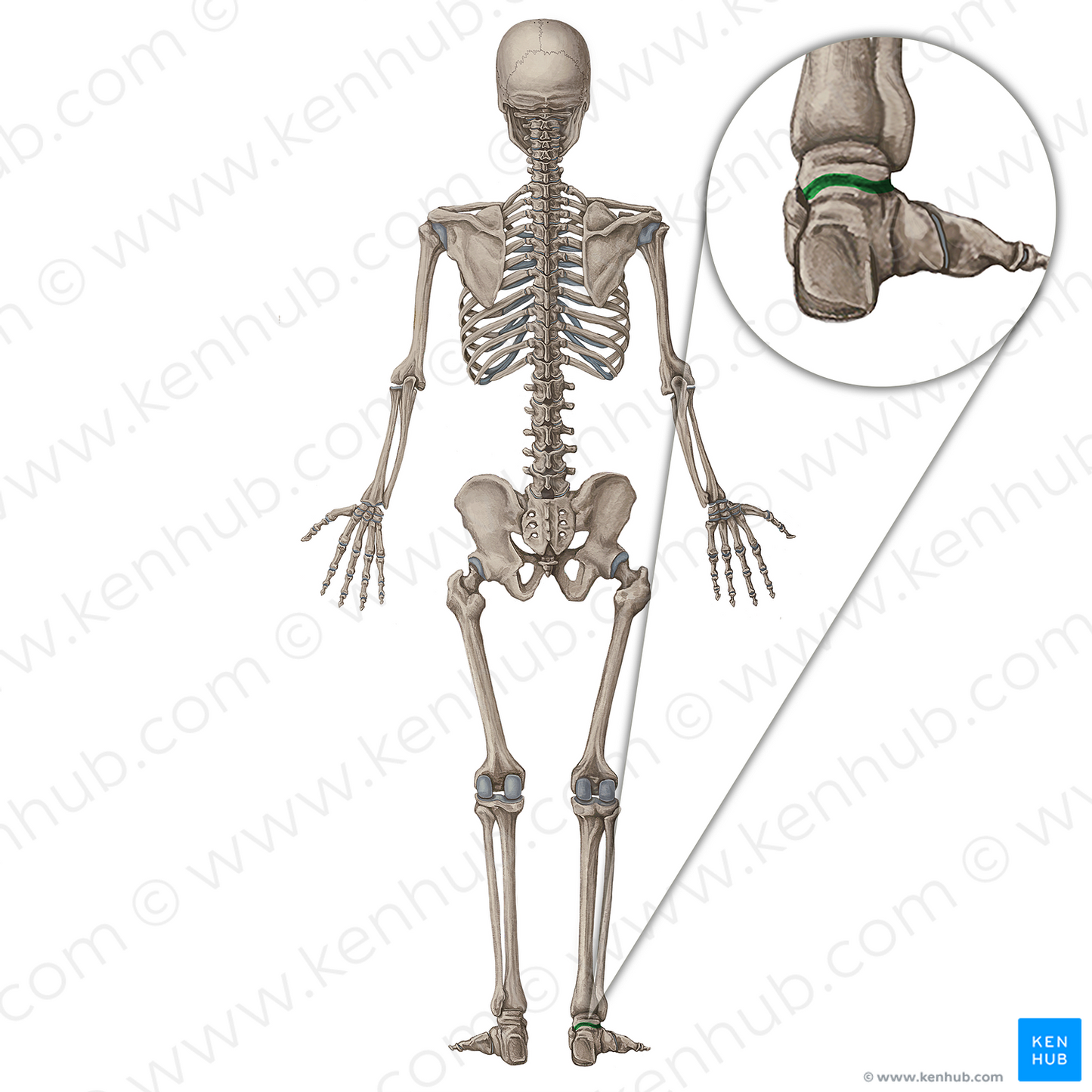 Subtalar joint (#19979)