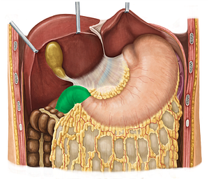 Duodenum (#3361)