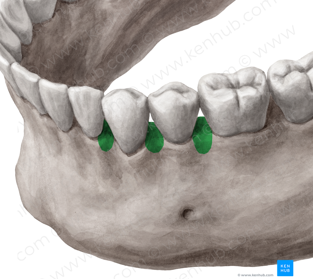 Interalveolar septa of mandible (#8979)