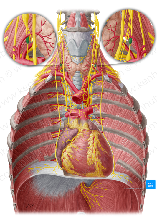 Vertebral ganglion (#4044)